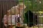 Gorila ataca en un zoológico